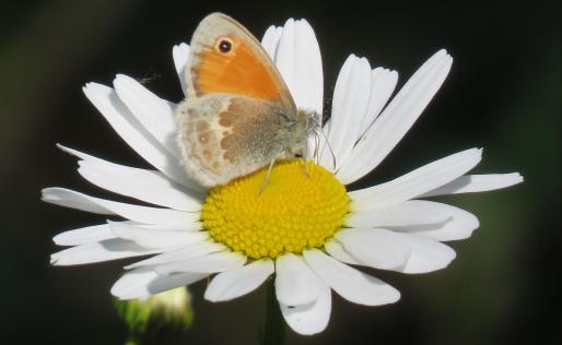 Eerste Wandeldate: hij maakte mooie close-ups van vlinders 