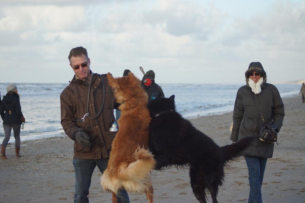 Strandwandeling met honden: gegarandeerd contact!