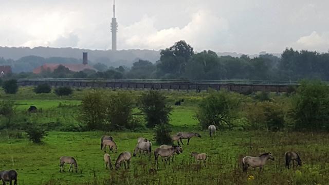 Singleswandeling Elst naar Arnhem, langs Park Lingezegen en Uiterwaardpark Meinerswijk met konikpaarden.