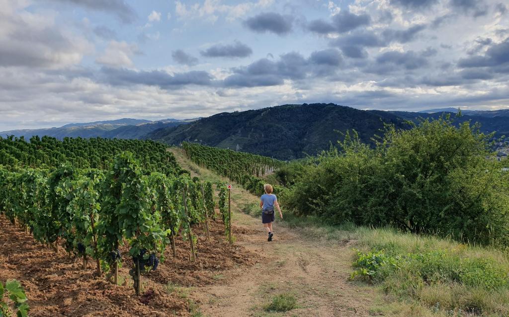Wijnwandeling in Frankrijk, tussen de wijngaarden van Tain-l'Hermitage, Tournon-sur-Rhône, Ardèche.