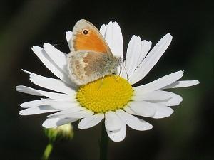 Eerste Wandeldate: hij maakte mooie close-ups van vlinders