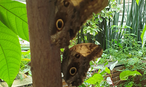 Twee vlinders in de Hortus Botanicus te Leiden