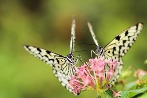 Wandeldate paar: 'goede klik en vlinders in onze buik'