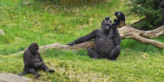Wandeldate idee: op wandelsafari door een dierenpark, langs de gorilla's 