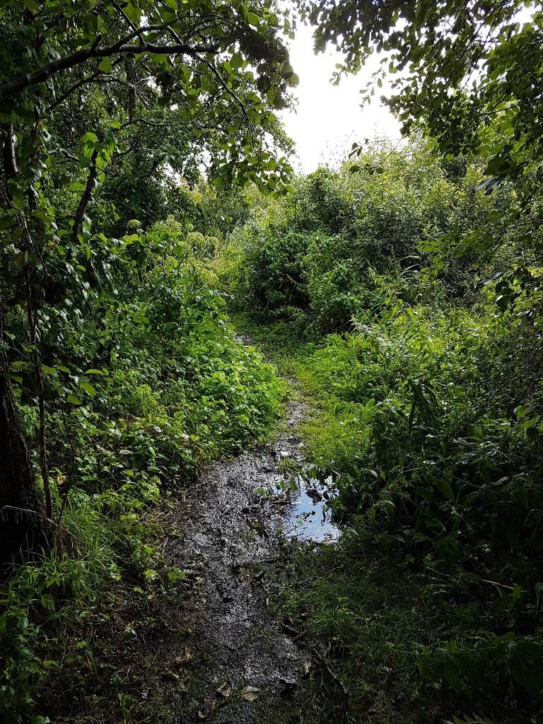 Natuur-modder-pad bij Wanneperveen