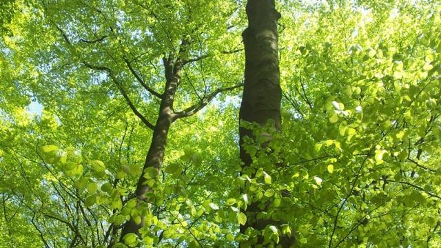 De Veluwse bossen bij Dieren kleuren in de meimaand frisgroen. 