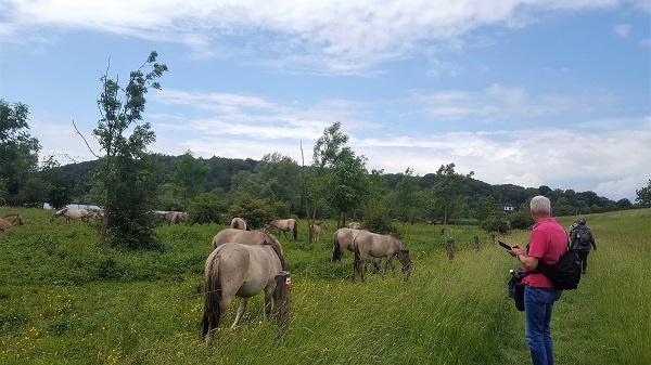 NS wandeling Blauwe Kamer vanuit Rhenen, met DeWandeldate (konikspaarden in natuurgebied De Blauwe Kamer)