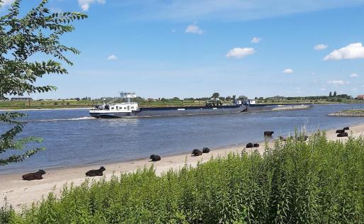 Wandeldate Nijmegen - Beek: Stadswaard, Bisonbaai en Ooijpolder