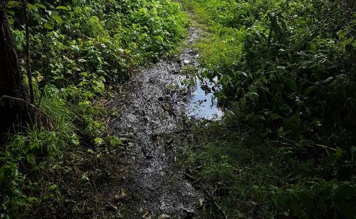 'door de vele regen was het natuurpad in een modderpad veranderd.'