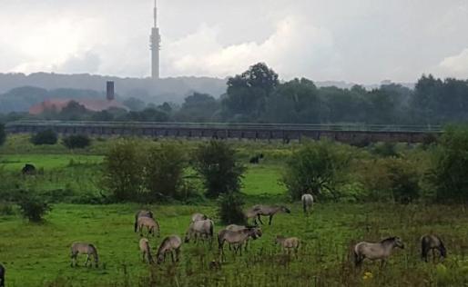 Singleswandeling Elst naar Arnhem, langs Park Lingezegen en Uiterwaardpark Meinerswijk met konikpaarden.