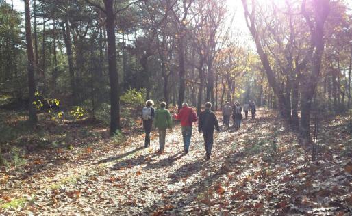 Onze groepswandeldate: wandelen, natuur en mooie gesprekken!